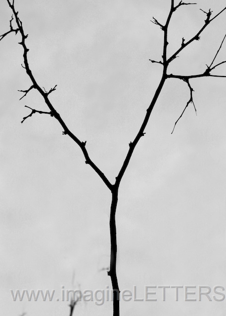 Wall_Art_Alphabet_Photography_Art_ 2539.jpg